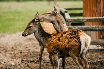 Roe deer mother cares her little helpless young child. Kind beautiful mammal family in zoo in Eastern Europe outdoor at nature in summer. Swet and lovely fawn concern. Innocent tender bimbo portrait.
