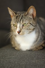 Beautiful lovely cat