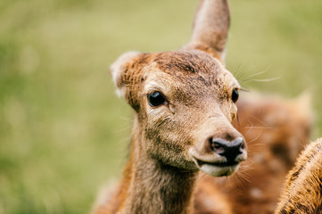 Closeup expressive fun artistic portrait of little young roe deer in wild nature territory. Tender lovely expressive emotional doe fawn muzzle. Love animals. European zoo. Mammal fearful timid deer.