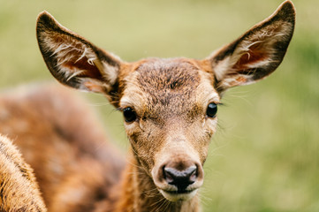 Naklejka na ściany i meble Closeup expressive fun artistic portrait of little young roe deer in wild nature territory. Tender lovely expressive emotional doe fawn muzzle. Love animals. European zoo. Mammal fearful timid deer.