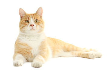 Ginger cat isolated on white background
