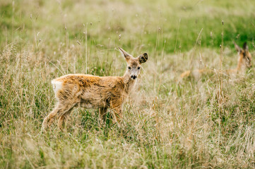 Closeup expressive fun artistic portrait of little young roe deer in wild nature territory. Tender lovely expressive emotional doe fawn muzzle. Love animals. European zoo. Mammal fearful timid deer.
