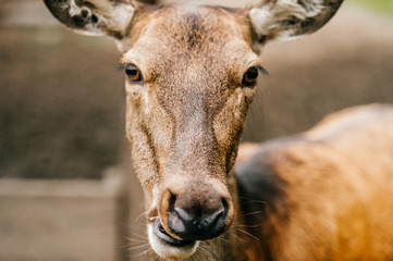 Closeup expressive fun artistic portrait of little young roe deer in wild nature territory. Tender lovely expressive emotional doe fawn muzzle. Love animals. European zoo. Mammal fearful timid deer.