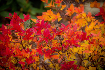 Naklejka na ściany i meble gelb rote bunte Herbst Blätter