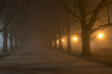 Avenue of plane trees on a cold, misty night