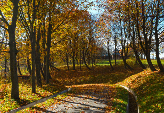 Autumn maple trees in park