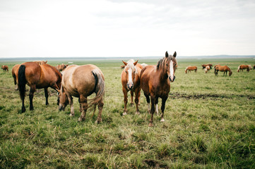 Obraz na płótnie Canvas Group of wild horses at pasture eating grass outdoor at nature in summer day. Livestock and cattle breeding. Agriculture in countryside. Stallions in field. Usual equine life. Indian reservation.