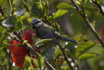 Blue tit