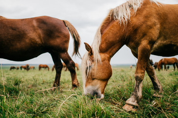 Group of wild horses at pasture eating grass outdoor at nature in summer day. Livestock and cattle breeding. Agriculture in countryside. Stallions in field. Usual equine life. Indian reservation.