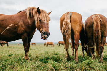 Naklejka na ściany i meble Group of wild horses at pasture eating grass outdoor at nature in summer day. Livestock and cattle breeding. Agriculture in countryside. Stallions in field. Usual equine life. Indian reservation.