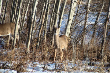 Deer In Bush, Elk Island National Park, Alberta