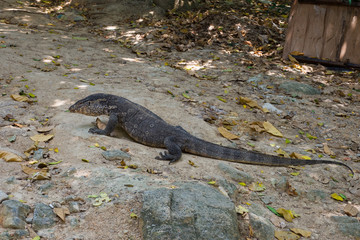 Monitor Lizard on sand