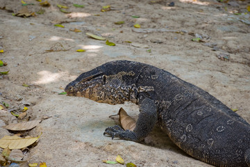 Monitor Lizard on sand