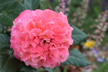 Une grande fleur couleur pêche . Rosier remontant variété Fox Trot