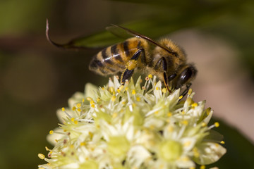 Close up of a bee