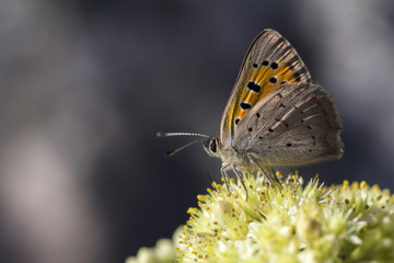 Close up of a butterfly