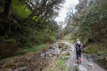 Fototapeta premium Trekker in the forest on the way to Annapurna base camp, Nepal