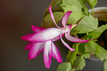 pink and white flower of a succulent plant