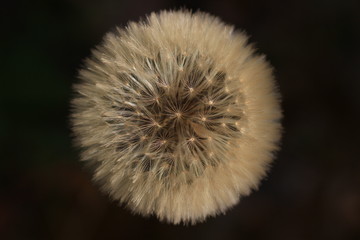 dandelion seeds seen from above, close up and on a black background
