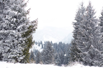 Winter Wonderland landscape
