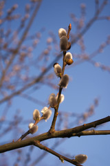 Spring pussy willow branch with fluffy white buds﻿