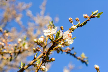 cherry blossom with blue sky