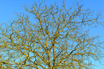 tree branches without leafs eith blue sky