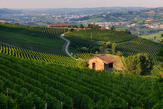 Green Vineyards Of Barolo, Italy.