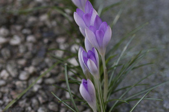 Krokusse im Fr&uuml;hling