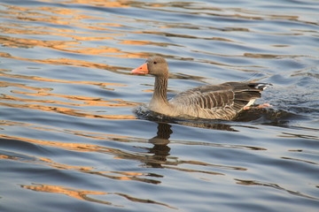 Gans schwimmt im Sonnenuntergang auf der Alster 