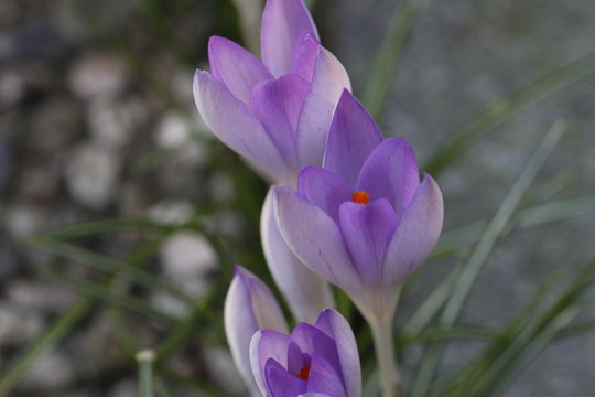 Krokusse im Fr&uuml;hling