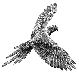 black and white engrave isolated parrot illustration © Turaev