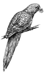 black and white engrave isolated parrot illustration