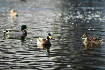 Natural background: lots of ducks and drakes on the water