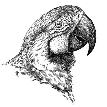 black and white engrave isolated parrot illustration