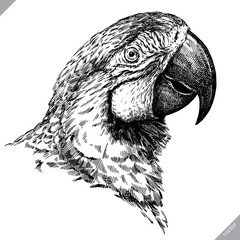 black and white engrave isolated parrot vector illustration © Turaev
