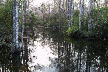 landscape Florida