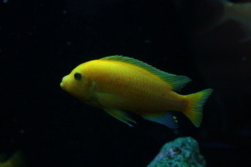 Рыбы в аквариуме