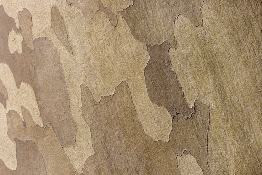 Platan tree bark texture detailed view of tree bark natural texture background