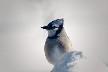Blue Jay in Winter