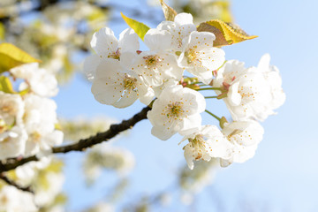 white cherry blossom