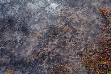 icy grass close up