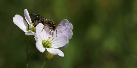 Wildflower with bee