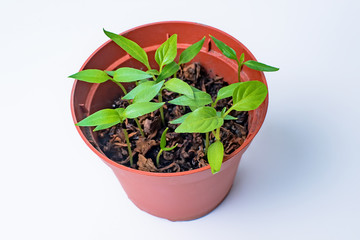 The seeds of chili pepper in a flower pot