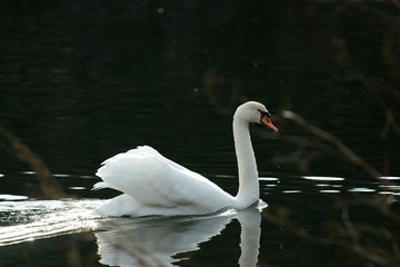 Wildenten