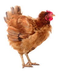 Brown hen isolated.