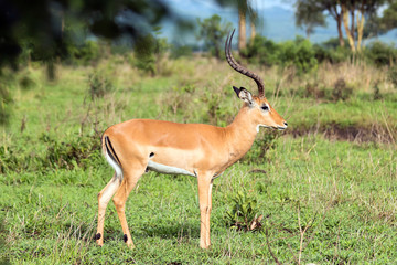 Naklejka na ściany i meble Impala in Tanzania