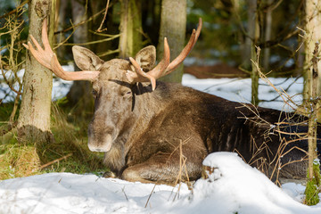 Adult male moose (Alces alces) resting on a warm spot in the forest surrounded by thawing snow.