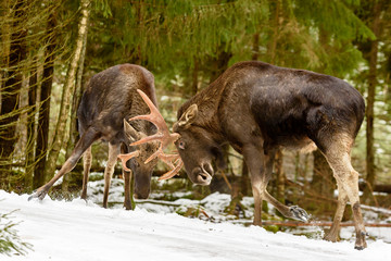 Two moose (Alces alces) bulls fighting in winter forest landscape beside a country road.