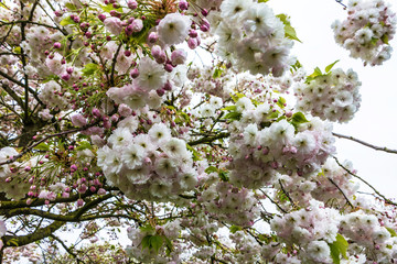 Cherry tree spring flowers blossom, branch in bloom